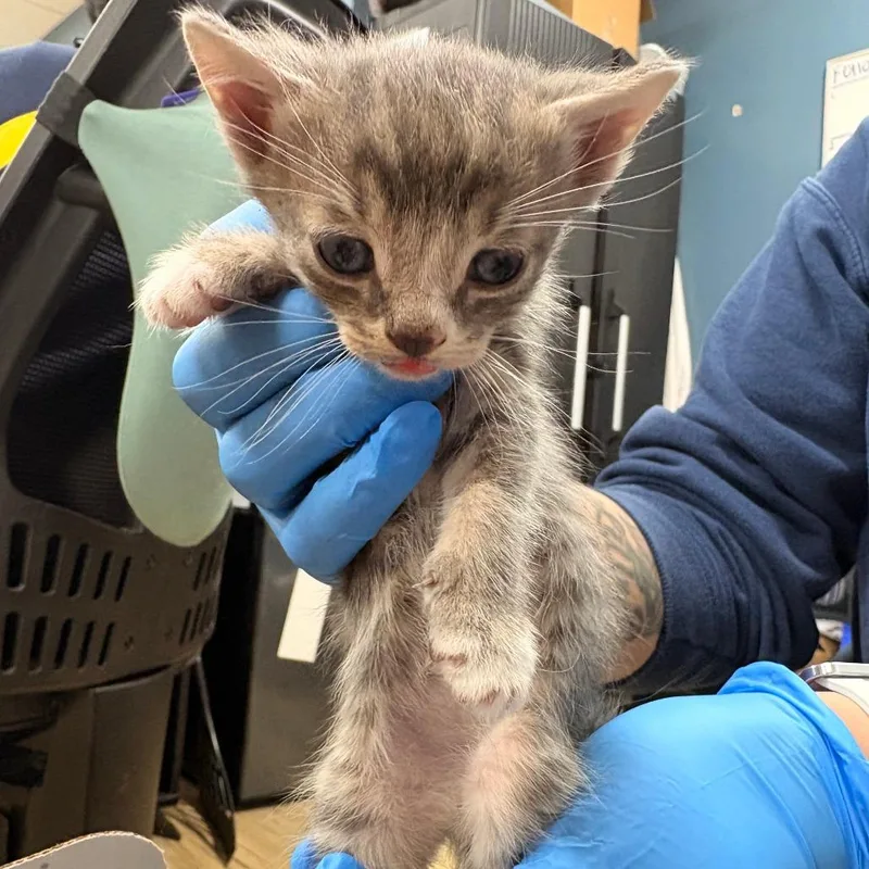 A baby small-sized female Gray / Blue / Silver Domestic Short Hair cat named Christie for adoption in Newark, NJ