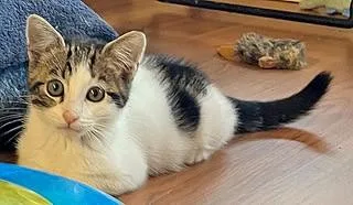 A baby small-sized male Domestic Short Hair cat named Peanut for adoption in Santa Cruz, CA