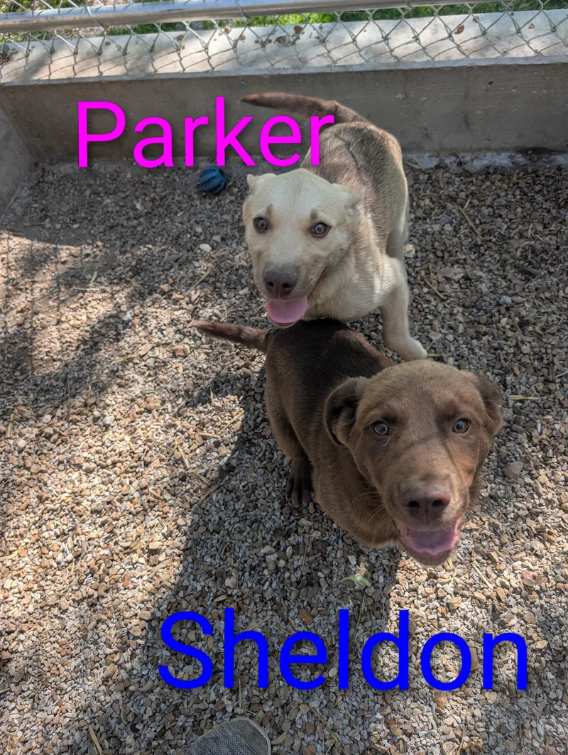 A baby medium-sized female Yellow / Tan / Blond / Fawn Labrador Retriever dog named Parker for adoption in Osceola, MO