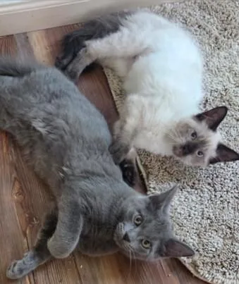 A baby small-sized female Balinese cat named Teagan & Rafe for adoption in Kenosha, WI