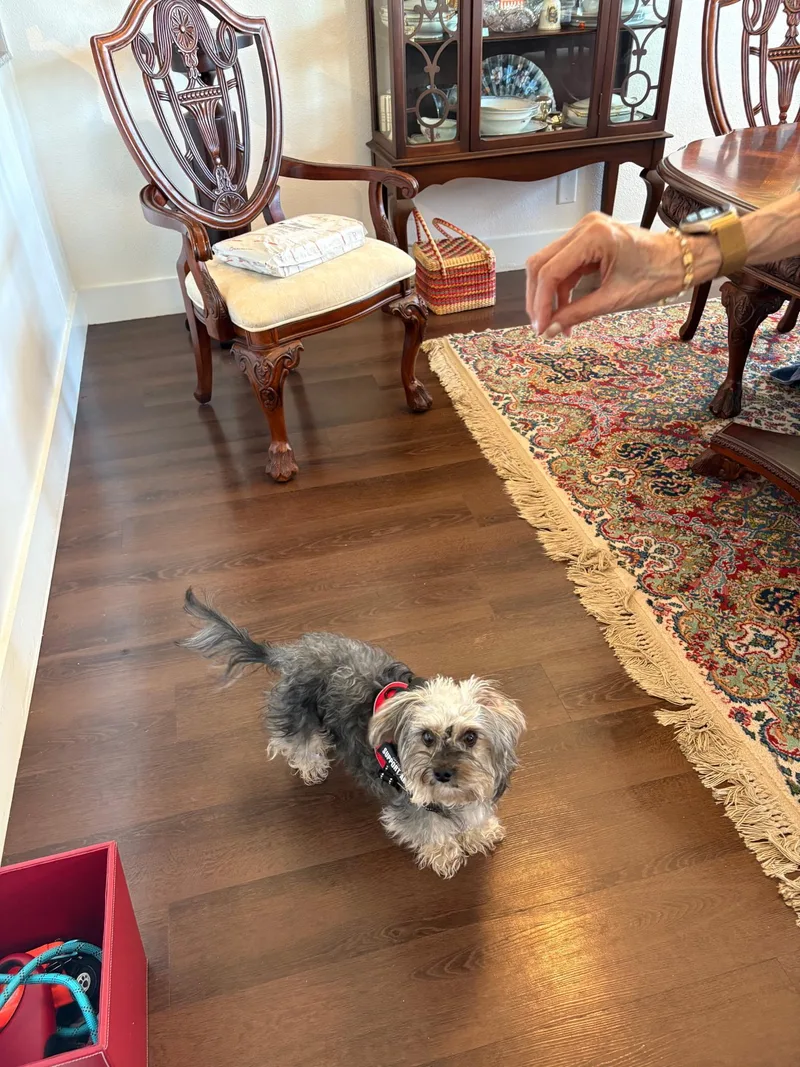 An adult small-sized male Yorkie Poo dog named Loki for adoption in San Antonio, TX