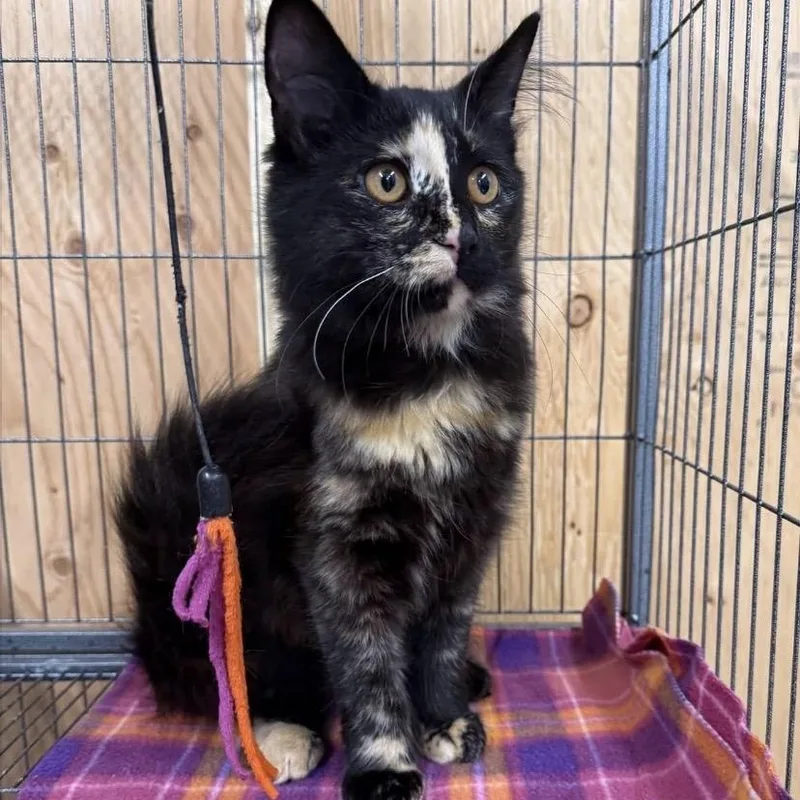 A young medium-sized male Domestic Long Hair cat named Nori for adoption in Morris, MN