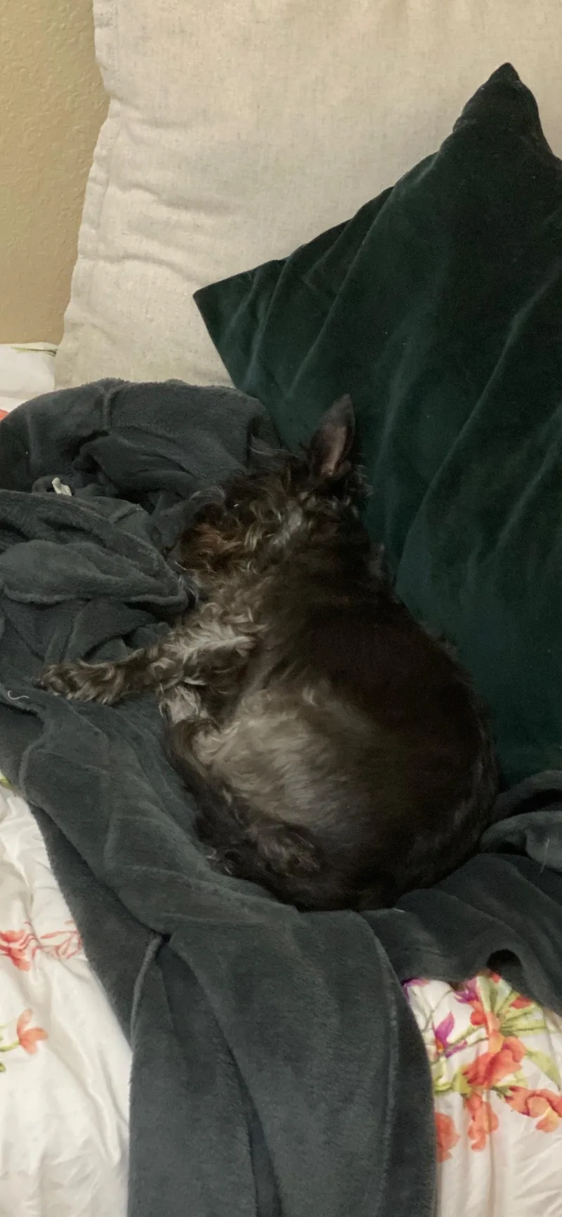 An adult small-sized female Miniature Schnauzer dog named Chanel for adoption in Plano, TX