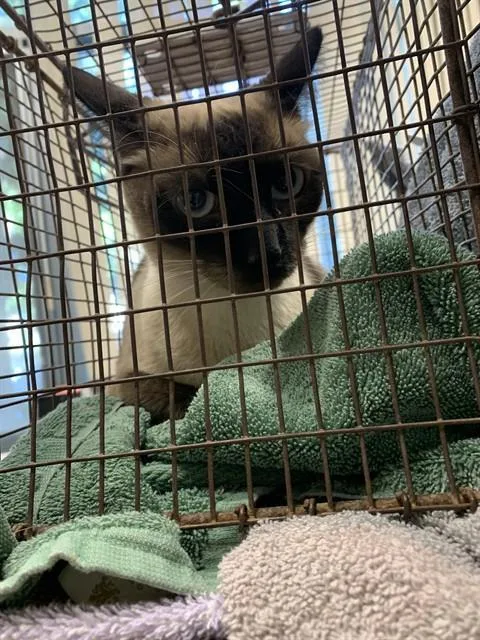An adult large-sized female Domestic Short Hair cat named Sushi for adoption in San Jose, CA