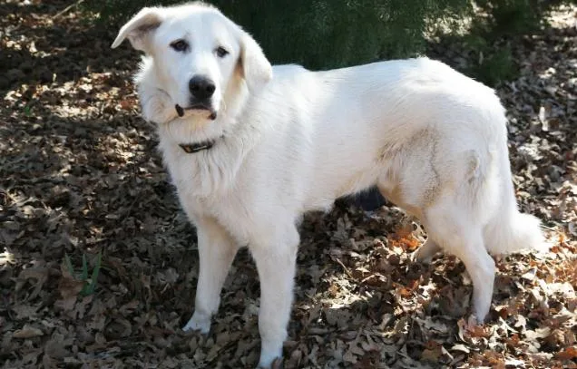 A young large-sized male White / Cream Great Pyrenees dog named Dusty for adoption in Spring, TX