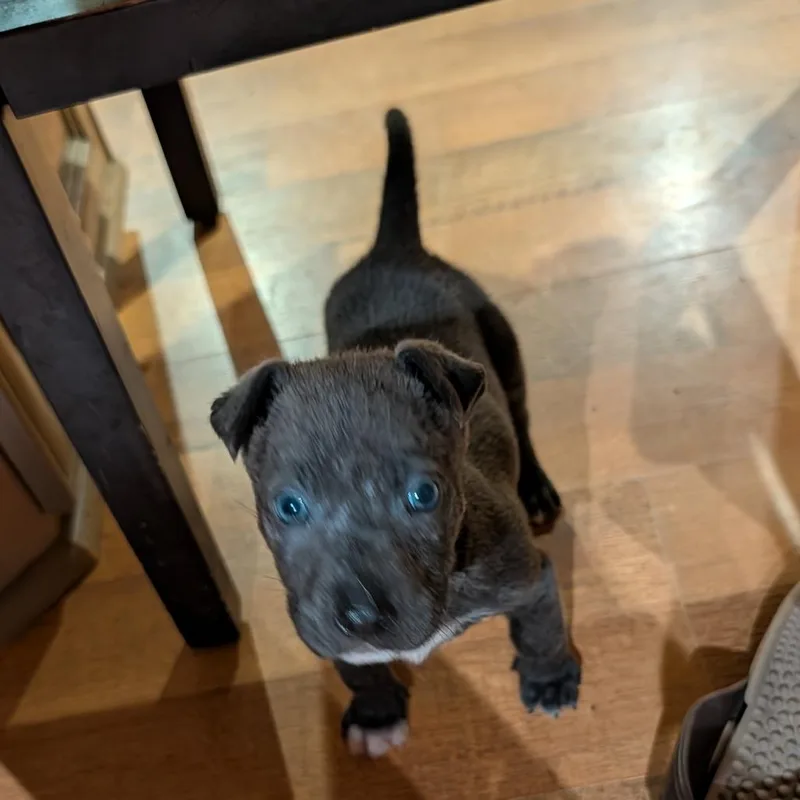 A baby small-sized female Gray / Blue / Silver Mixed Breed dog named Cinnamon for adoption in Auburn, AL