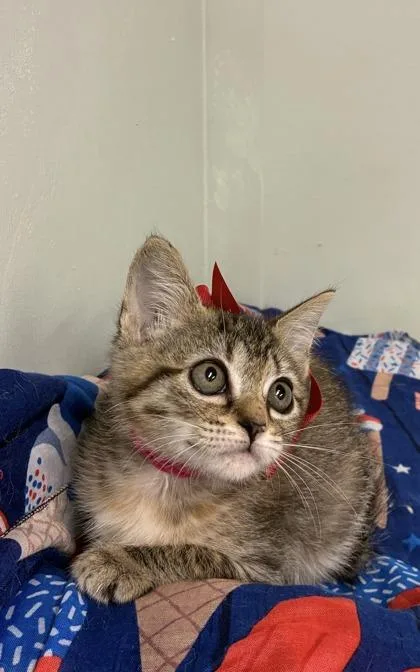 A baby medium-sized female Domestic Short Hair cat named Muffin for adoption in Picayune, MS