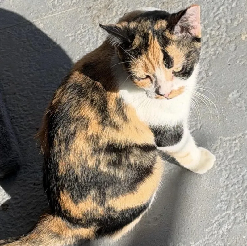 An adult medium-sized female Calico cat named Cali for adoption in Porter, TX