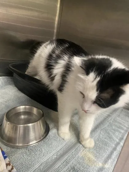 French Fry thumbnail 2