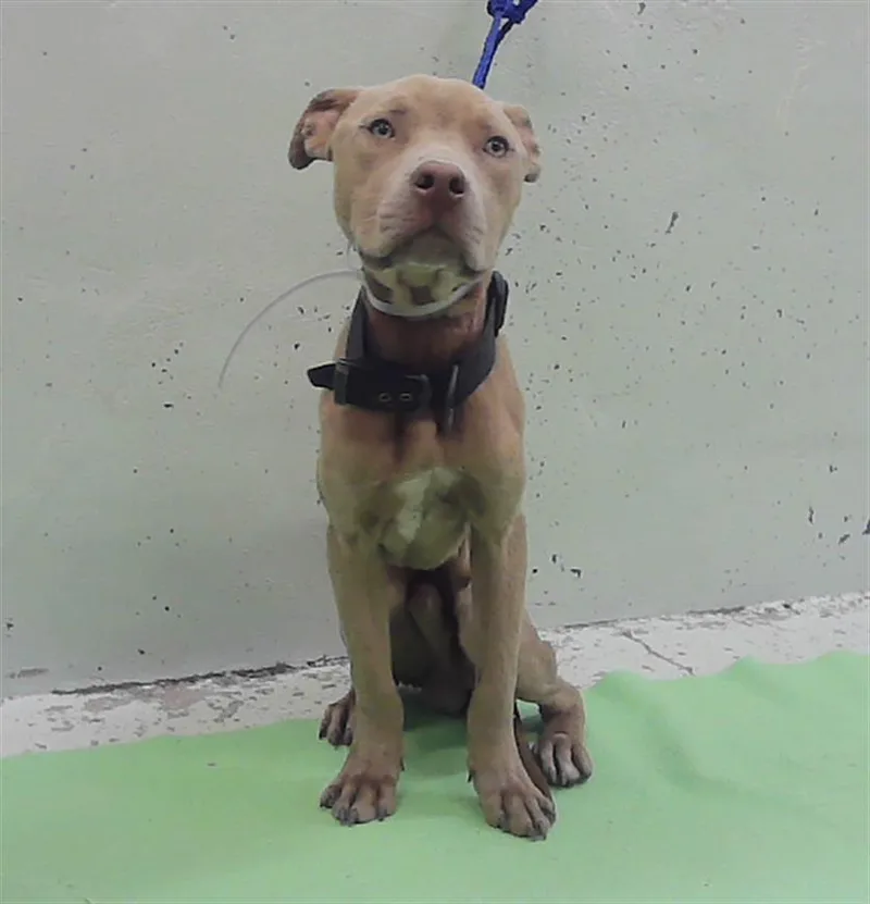 A young medium-sized male Staffordshire Bull Terrier dog named Knox for adoption in Houston, TX