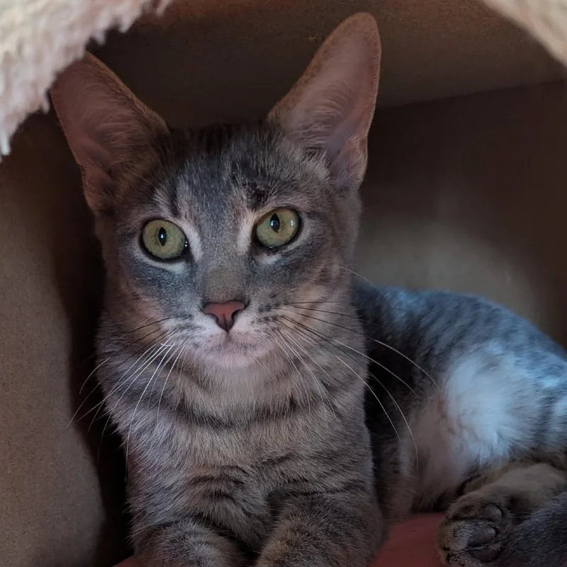 An adult large-sized male Gray / Blue / Silver Domestic Short Hair cat named Rebel for adoption in Lake Panasoffkee, FL