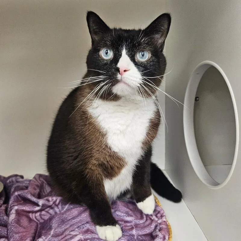 An adult large-sized male Domestic Short Hair cat named Devon for adoption in Champaign, IL