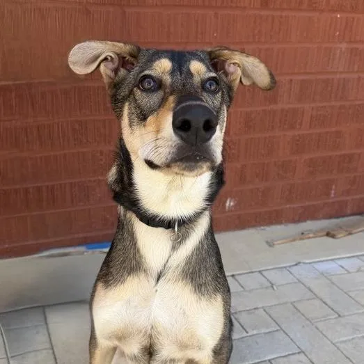 A young medium-sized male Husky dog named Garibaldi for adoption in Los Angeles, CA
