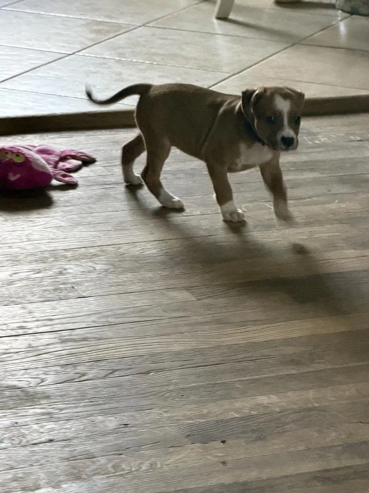 A baby small-sized female Terrier dog named Prada for adoption in Plymouth, MI