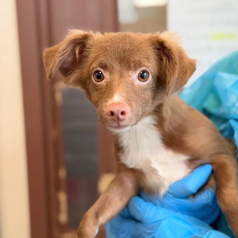 A baby small-sized male Terrier dog named Pumpkin Spice for adoption in San Antonio, TX