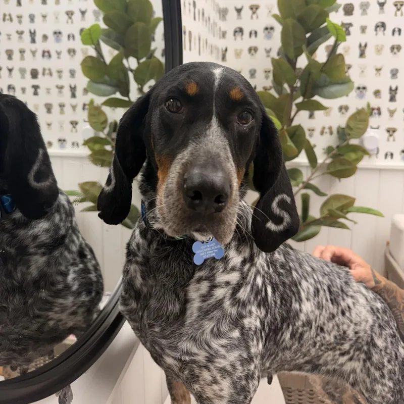 An adult large-sized female Black Bluetick Coonhound dog named Jessie Sue for adoption in Chesapeake, VA
