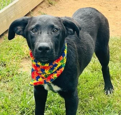 A baby medium-sized male Labrador Retriever dog named Funyun $ for adoption in Seneca, SC