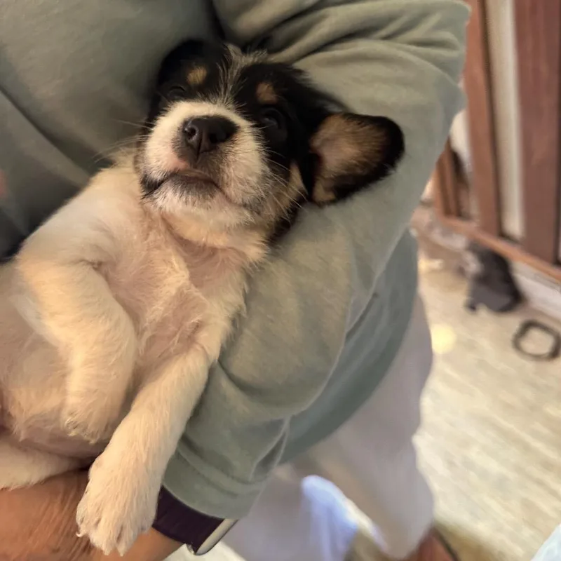 A baby small-sized female White / Cream Miniature Poodle dog named Morning Glory for adoption in Point Richmond, CA