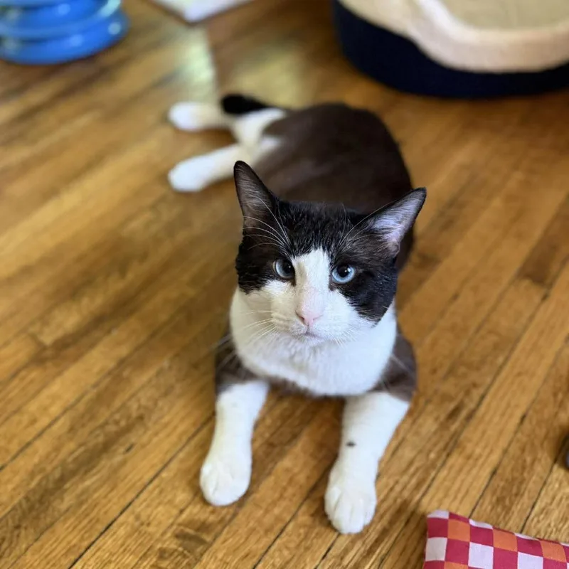 An adult small-sized male Black Snowshoe cat named Professor Snape for adoption in Plainfield, IL