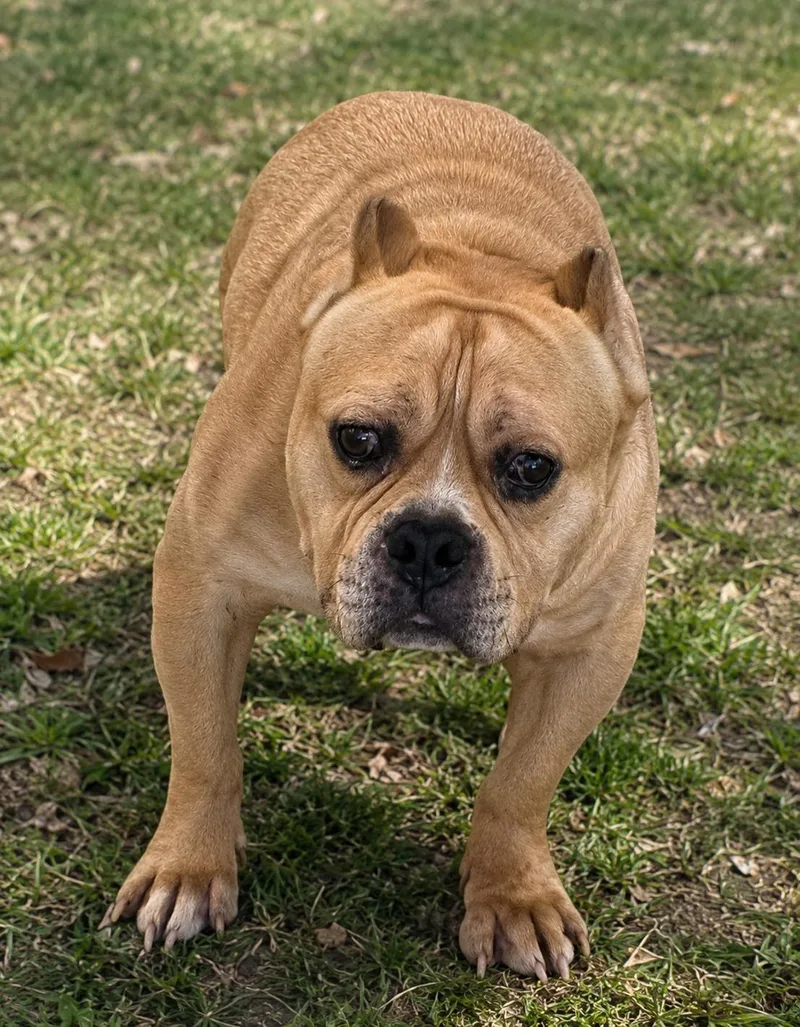 An adult small-sized male Yellow / Tan / Blond / Fawn Pit Bull Terrier dog named Bolo for adoption in Wooster, OH