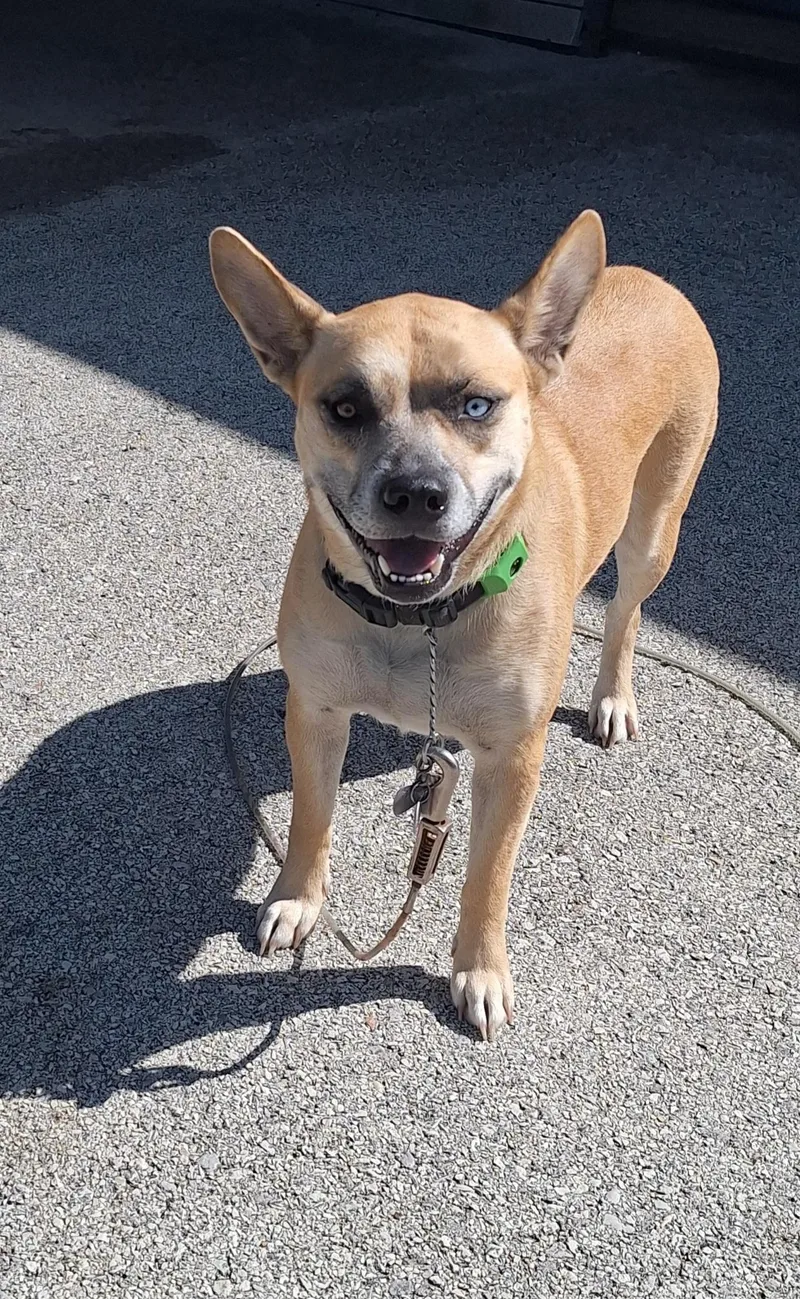 An adult medium-sized female Mixed Breed dog named Sandy for adoption in Stanton, KY