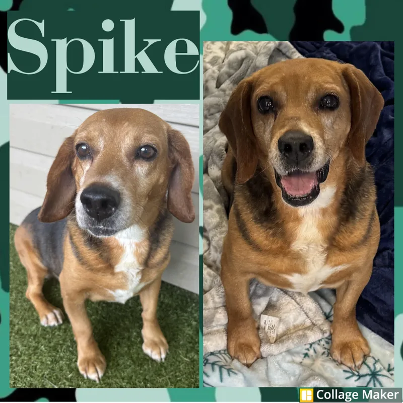 Spike