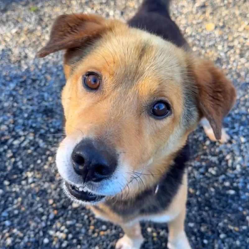 An adult medium-sized male Yellow / Tan / Blond / Fawn Mixed Breed dog named Arnie for adoption in Fredericksburg, VA