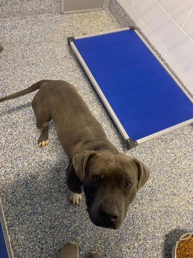 A young large-sized male Mixed Breed dog named Hulk for adoption in Angola, IN