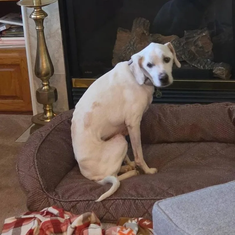 A senior medium-sized male White / Cream Labrador Retriever dog named Spot for adoption in Grafton, OH
