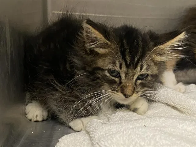 A baby small-sized male Domestic Long Hair cat named Rusty for adoption in Tustin, CA