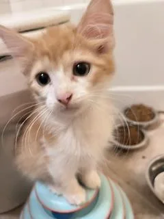 A baby medium-sized male Orange & White Domestic Short Hair cat named Kenzo for adoption in Waxhaw, NC