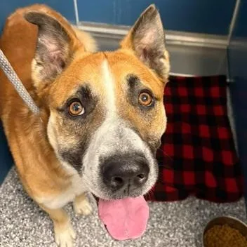 A senior large-sized male Yellow / Tan / Blond / Fawn Mixed Breed dog named Axle for adoption in Dubuque, IA