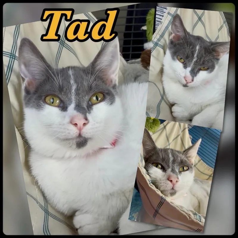 A baby small-sized male Domestic Short Hair cat named Tad for adoption in Blountville, TN
