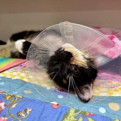 An adult small-sized female Domestic Short Hair cat named Sasha for adoption in Bellevue, WA