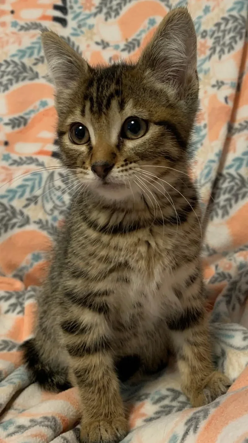 A baby medium-sized male Domestic Short Hair cat named Joey Fatone for adoption in Logan, UT