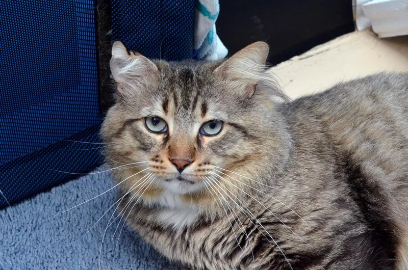 A young large-sized male Brown / Chocolate Domestic Medium Hair cat named Kishu for adoption in Sanford, FL