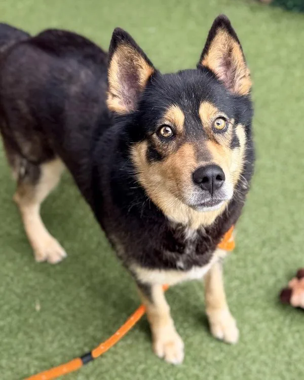 An adult large-sized female Shepherd dog named Epona for adoption in Canton, GA