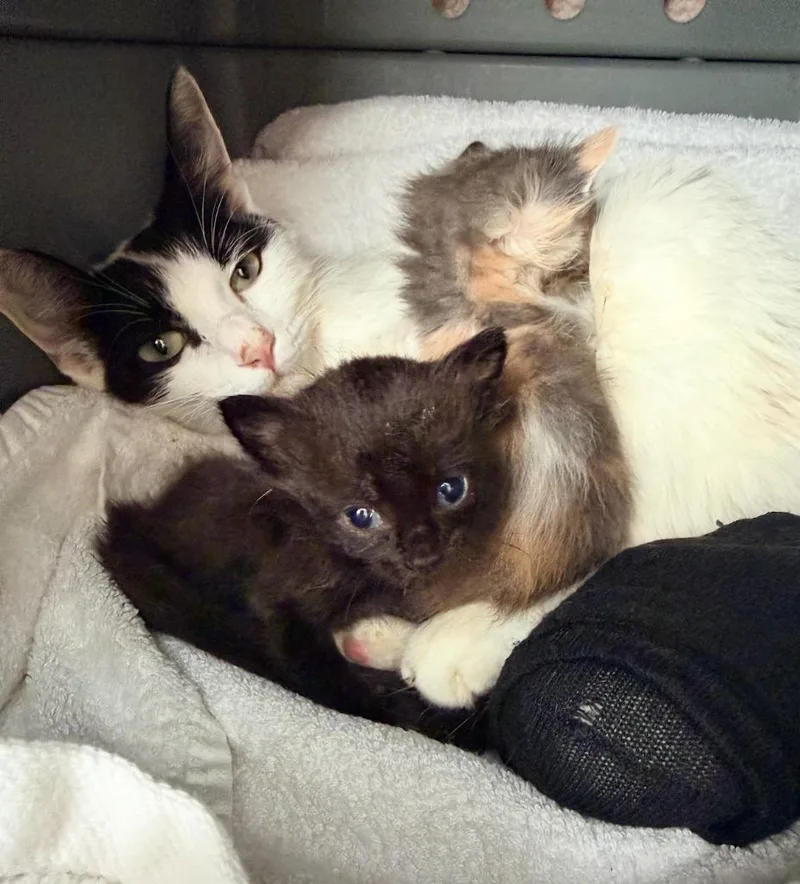 A baby small-sized female Domestic Short Hair cat named Mavis for adoption in Los Angeles, CA