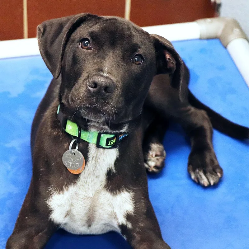A baby medium-sized male Mixed Breed dog named R for adoption in Port Washington, NY