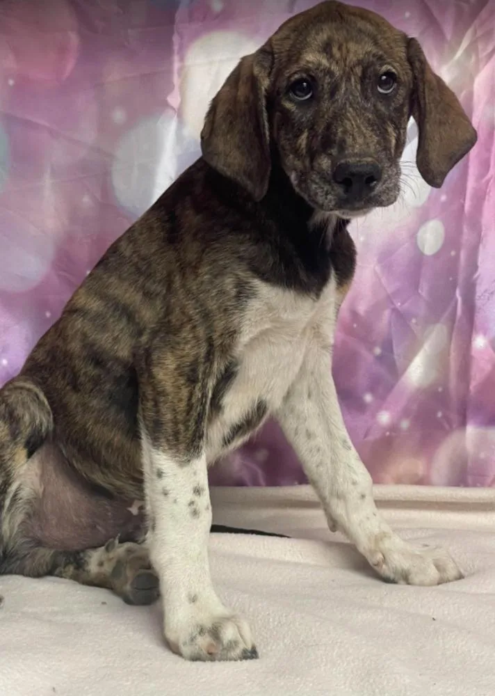 A baby extra large-sized male Great Dane dog named Lint for adoption in Sedalia, CO