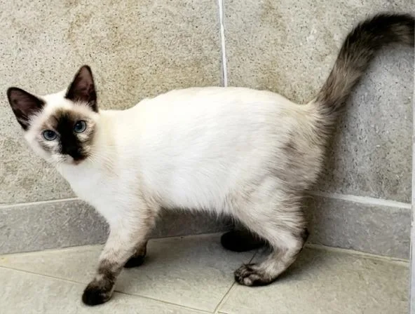 A baby medium-sized female Siamese cat named Bianca for adoption in Davis, CA