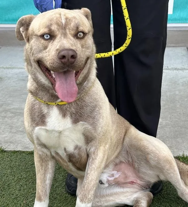 A young large-sized male Siberian Husky dog named Canelo for adoption in Monterey, CA