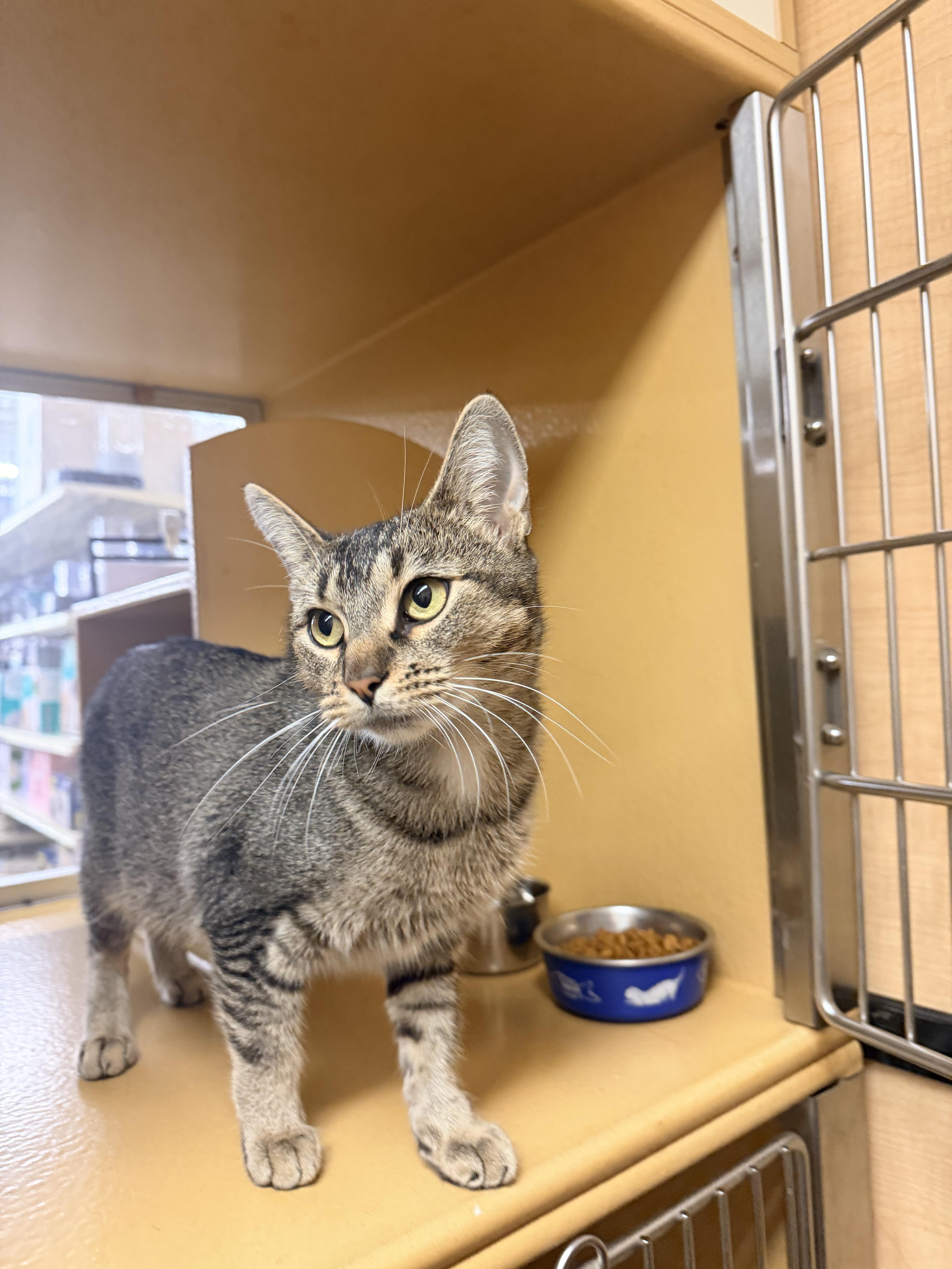 A young small-sized female Tabby (Brown / Chocolate) Domestic Short Hair cat named Sue for adoption in Worcester, MA
