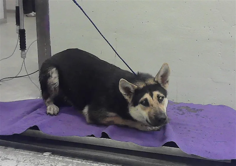 An adult large-sized female German Shepherd Dog dog named Ears for adoption in Houston, TX