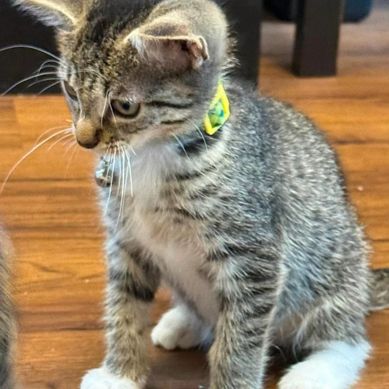 A baby small-sized male Brown / Chocolate Domestic Short Hair cat named Frankie for adoption in Brevard, NC