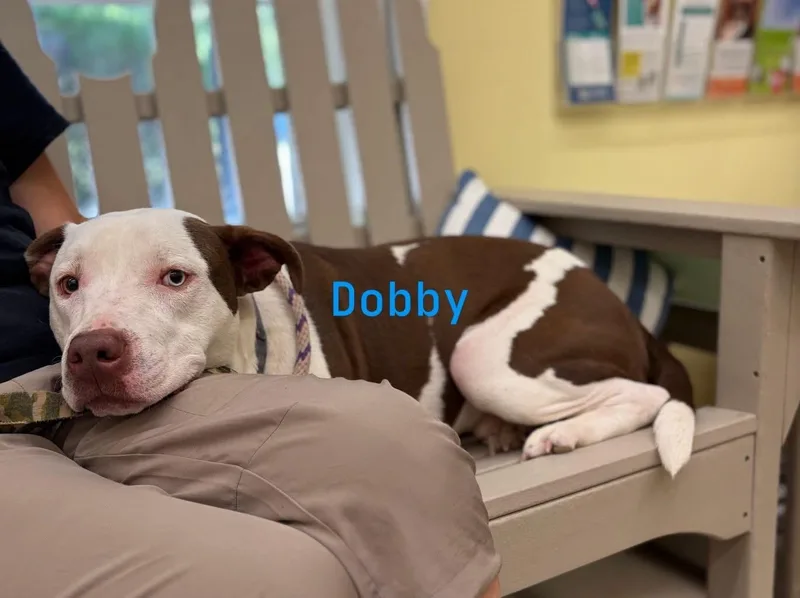 An adult medium-sized male Brown / Chocolate American Bulldog dog named Dobby for adoption in Pawleys Island, SC