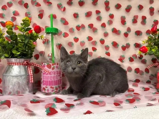 A baby small-sized female Domestic Short Hair cat named Maisie for adoption in Fairfield, CA