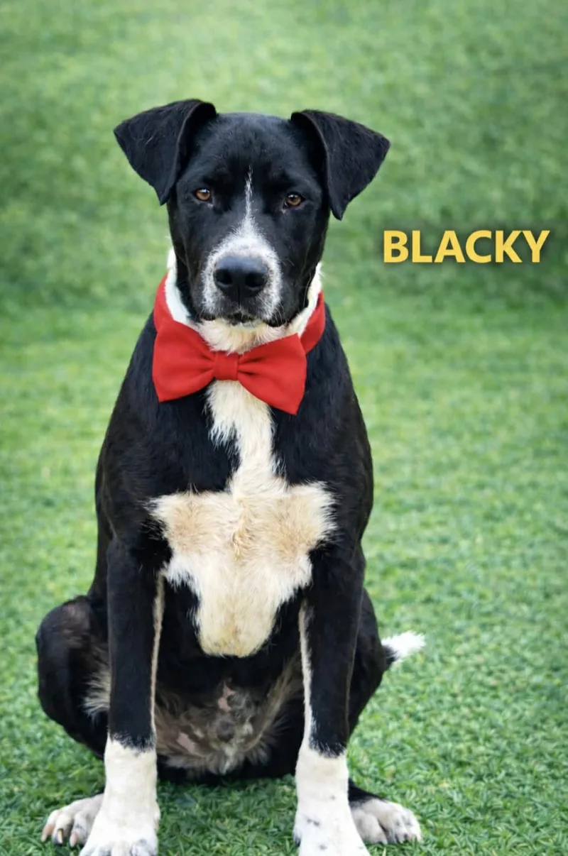 A young medium-sized male Labrador Retriever dog named Blacky for adoption in Allen, TX