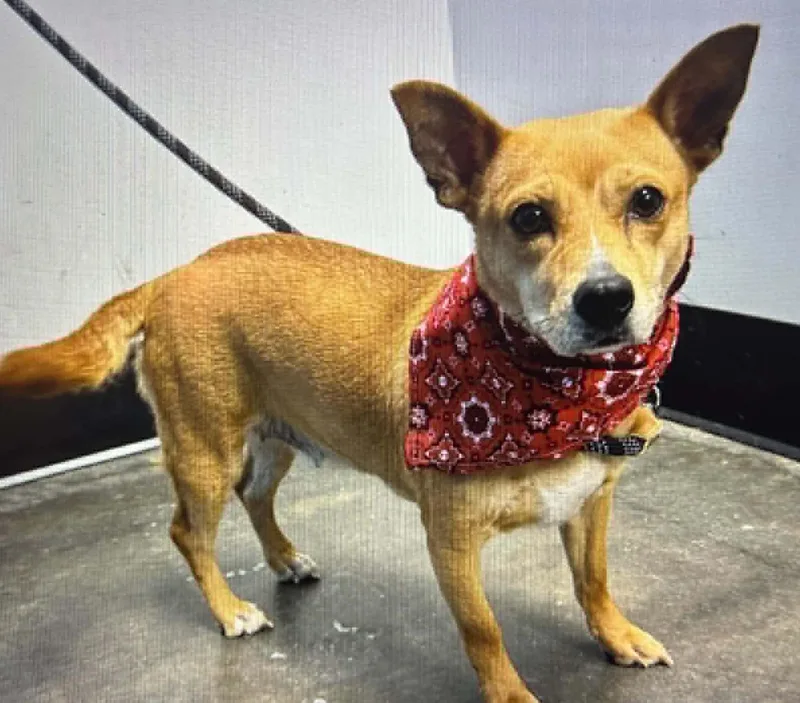 A young small-sized female Chihuahua dog named Island for adoption in Cumming, GA