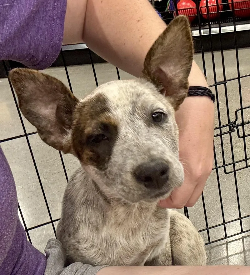 A baby medium-sized female Australian Cattle Dog / Blue Heeler dog named Gwynn for adoption in El Cajon, CA